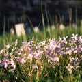 Flowers in Graveyard